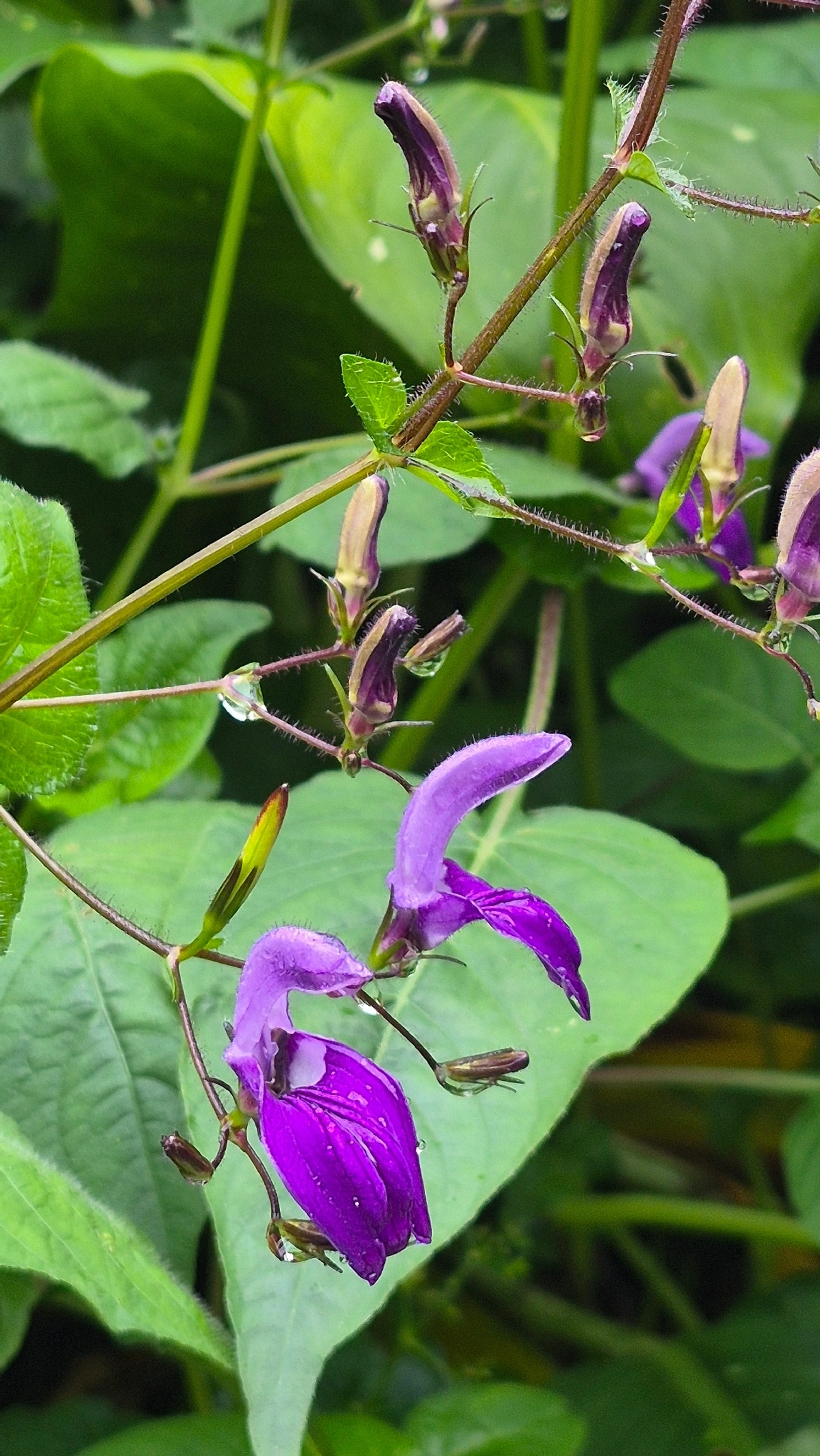 Fia-de-mina-grande (Brillantaisia lamium), plantas, fotografado em Maresias, São Sebastião