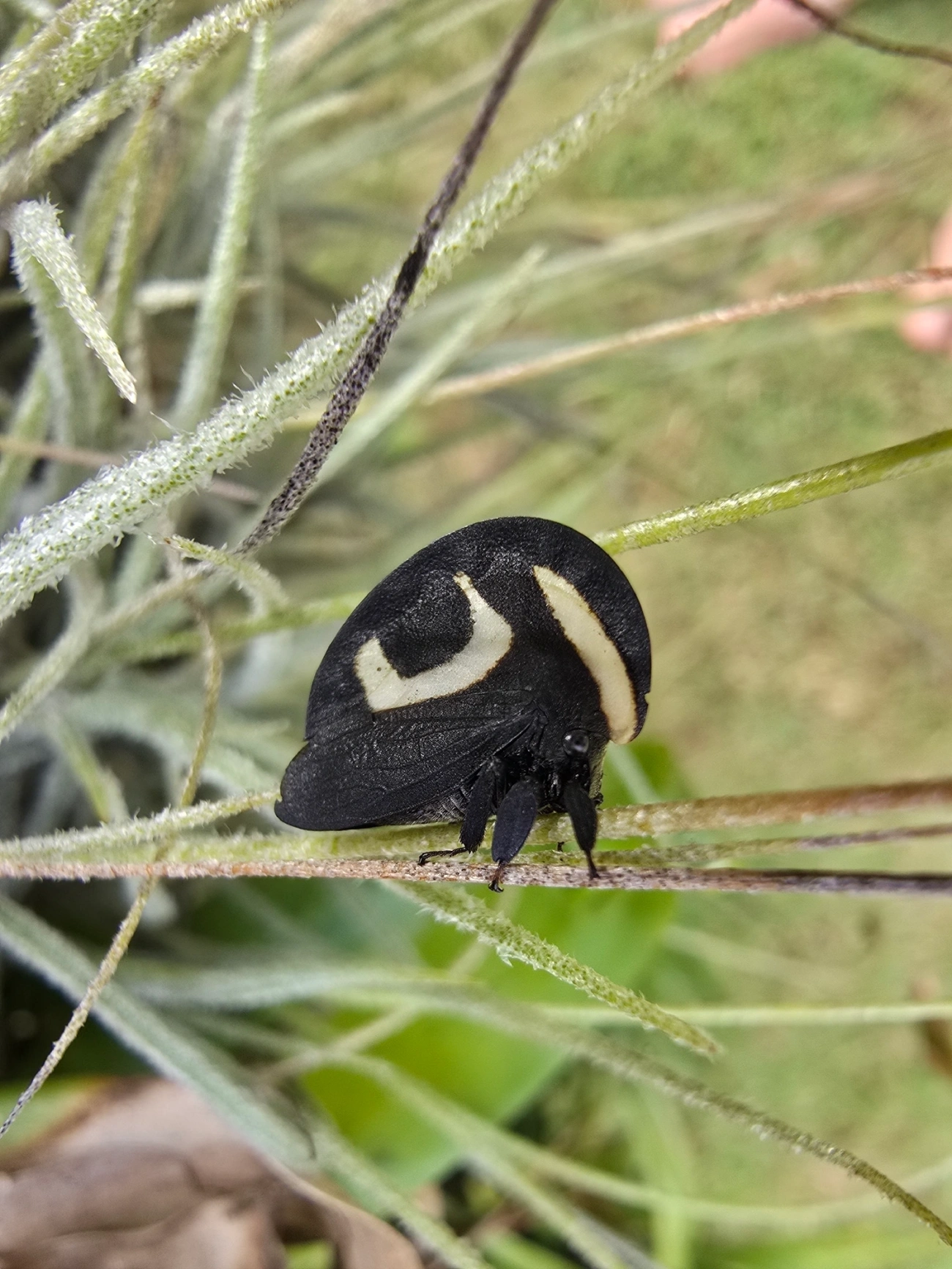 Soldadinho (Membracis foliatafasciata), insetos, fotografado em Centro, Caraguatatuba
