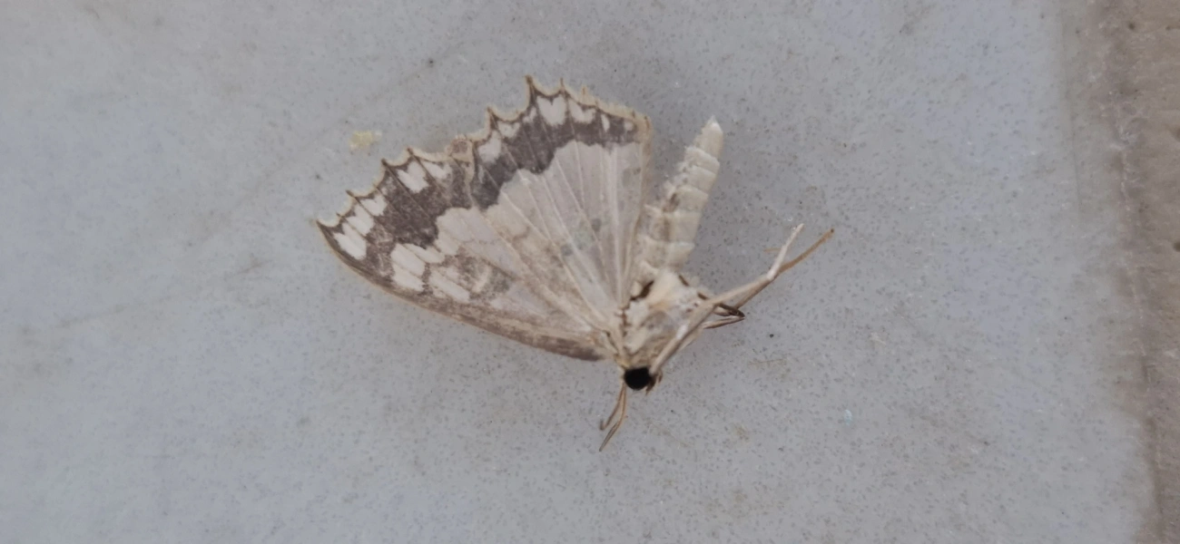 Trygodes, insetos, fotografado em Amparo