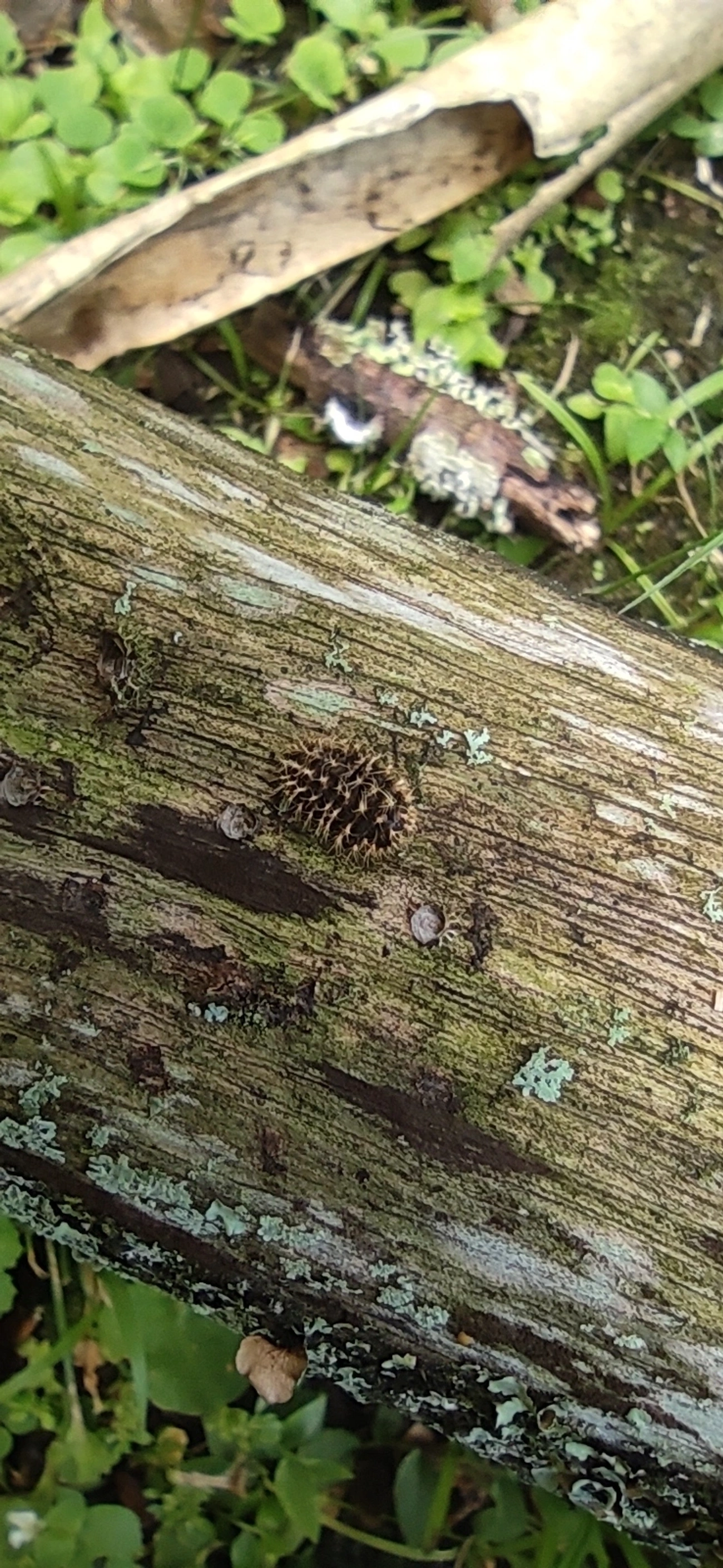 Besouros (Coleoptera), insetos, fotografado em Maresias, São Sebastião