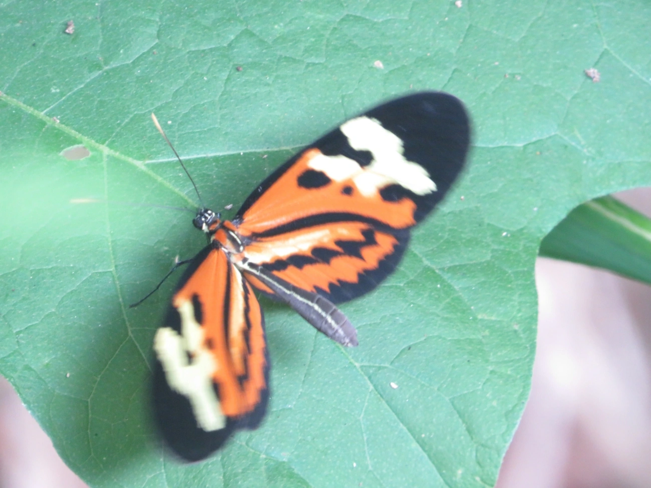 Borboleta-Tigre (Mechanitis polymnia), insetos, fotografado em Ilhabela