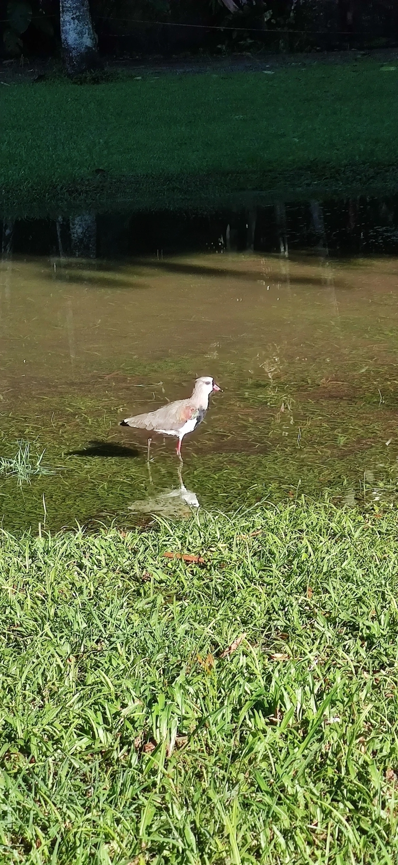 Quero-quero (Vanellus chilensis), aves, fotografado em Maresias, São Sebastião