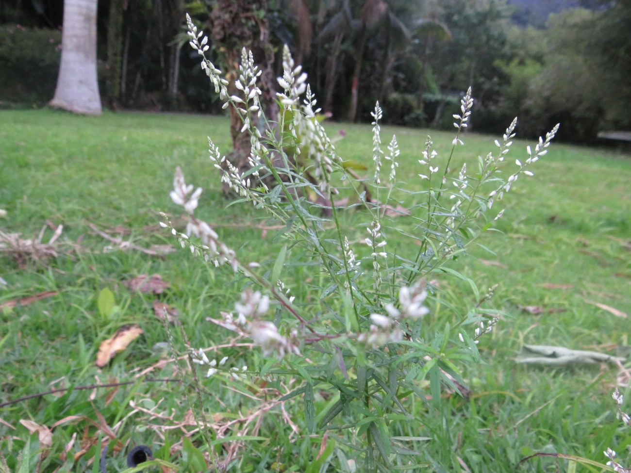 Barba-de-são-pedro (Senega paniculata), plantas, fotografado em Maresias, São Sebastião