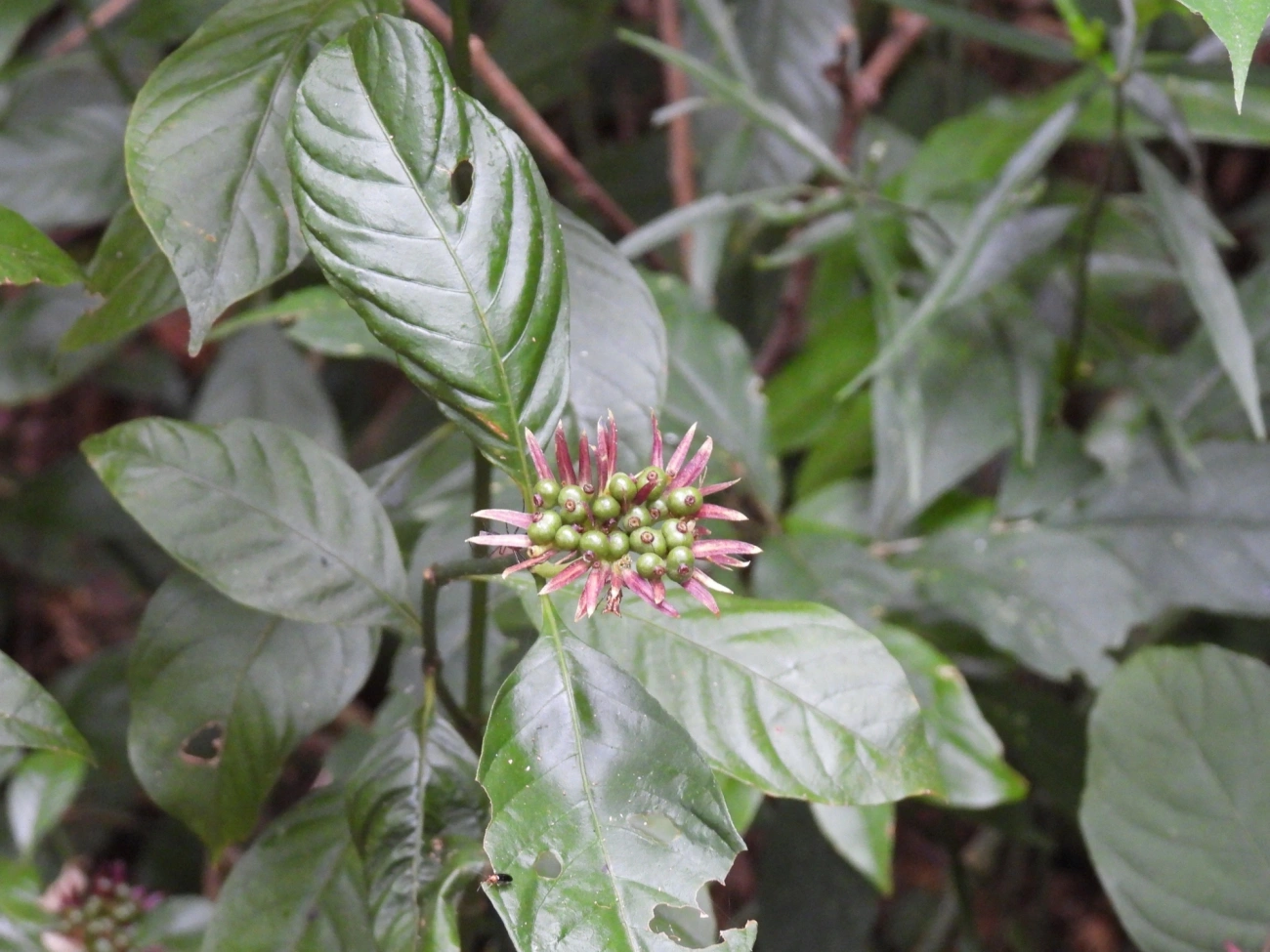 Palicourea justiciifolia, plantas, fotografado em Cabreúva