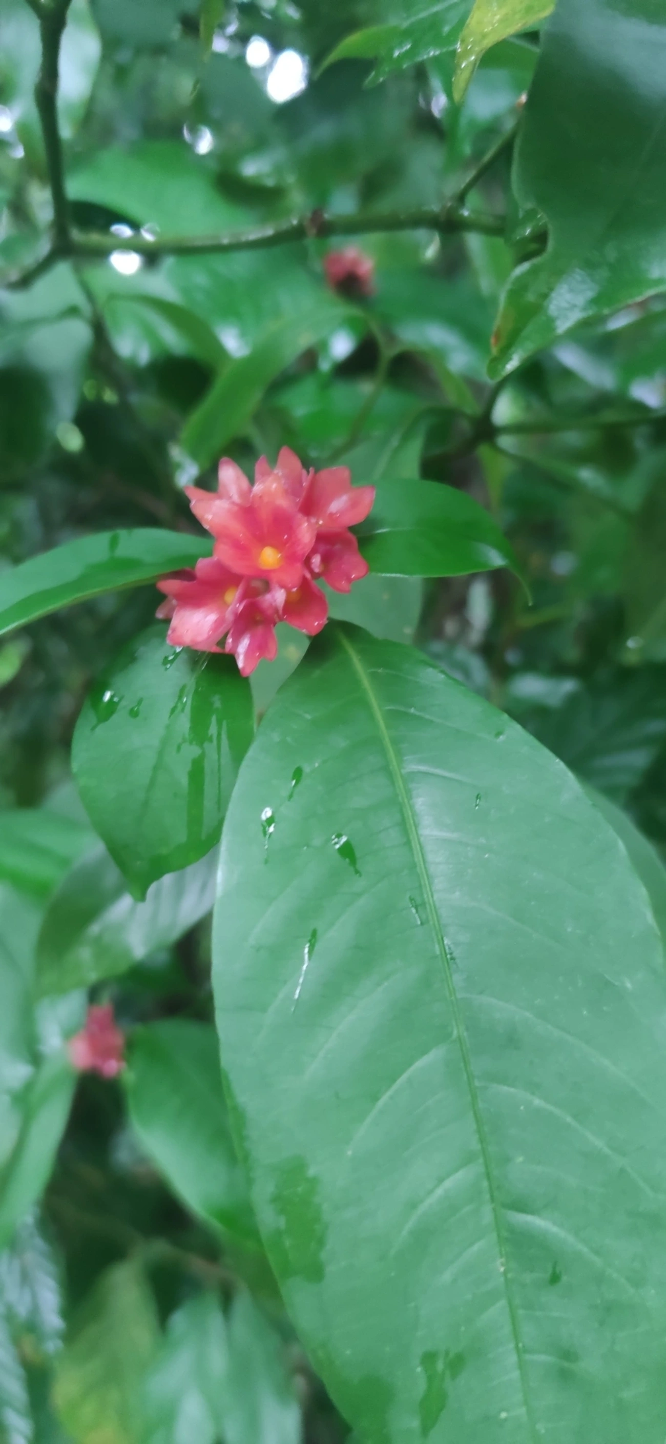 Grandiúva-d'Anta (Psychotria nuda), plantas, fotografado em Maresias, São Sebastião
