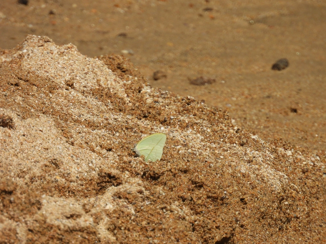 Sulfúrea-de-linhas-retas (Phoebis trite), insetos, fotografado em Perequê, Ilhabela