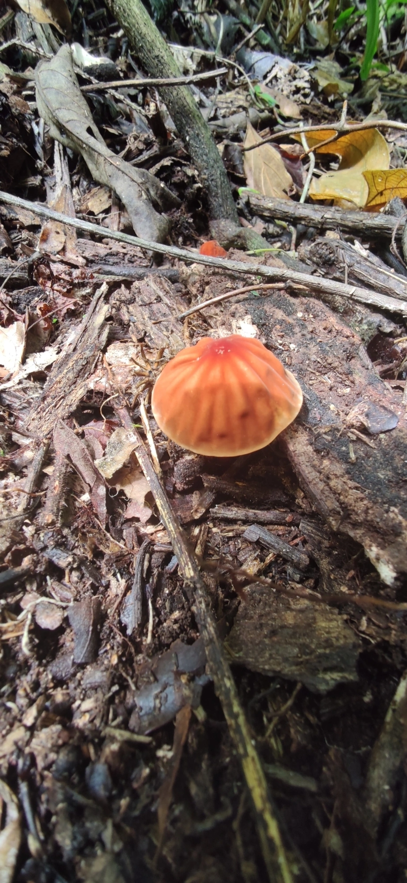 Marasmius fulvoferrugineus, fungos, fotografado em Maresias, São Sebastião
