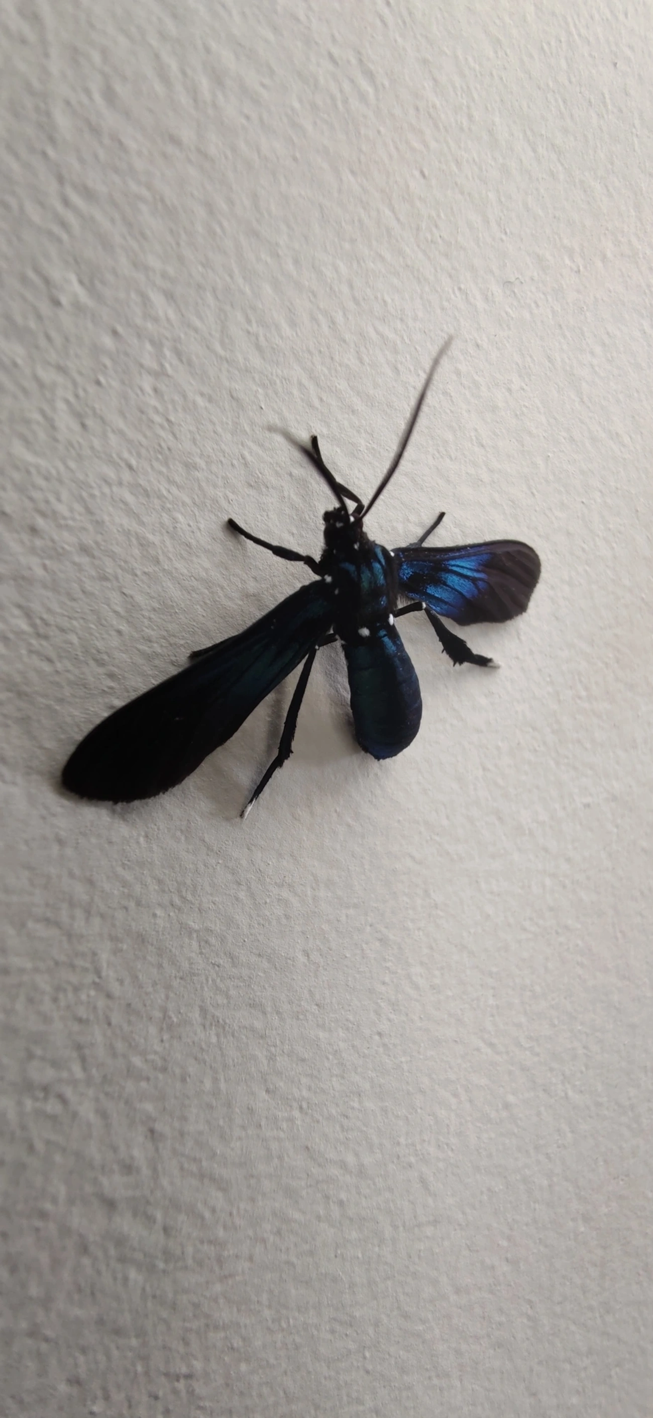 Macrocneme, insetos, fotografado em Maresias, São Sebastião