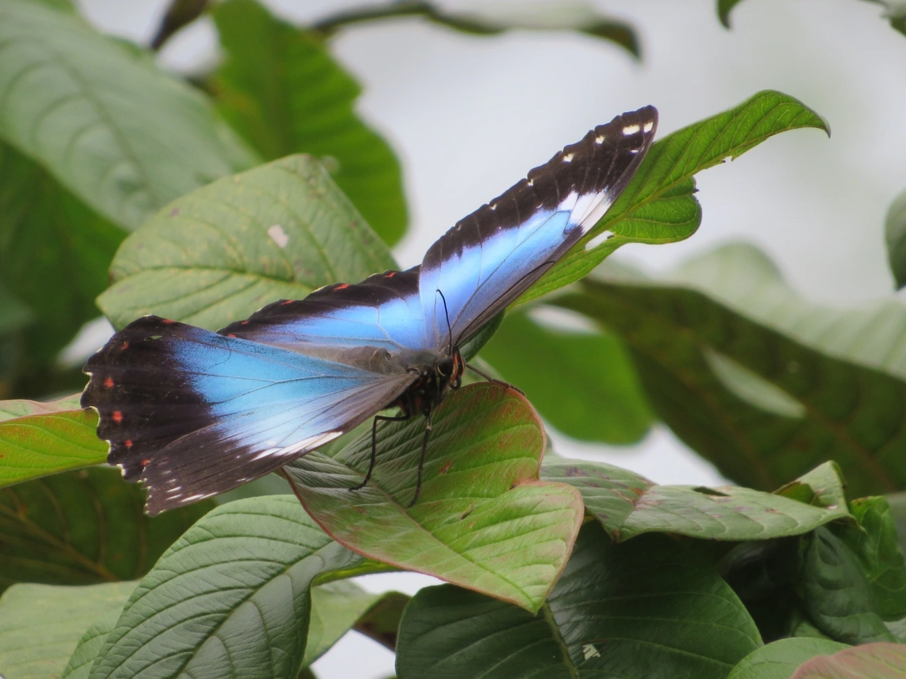Capitão-do-mato (Morpho helenor), insetos, fotografado em Maresias, São Sebastião