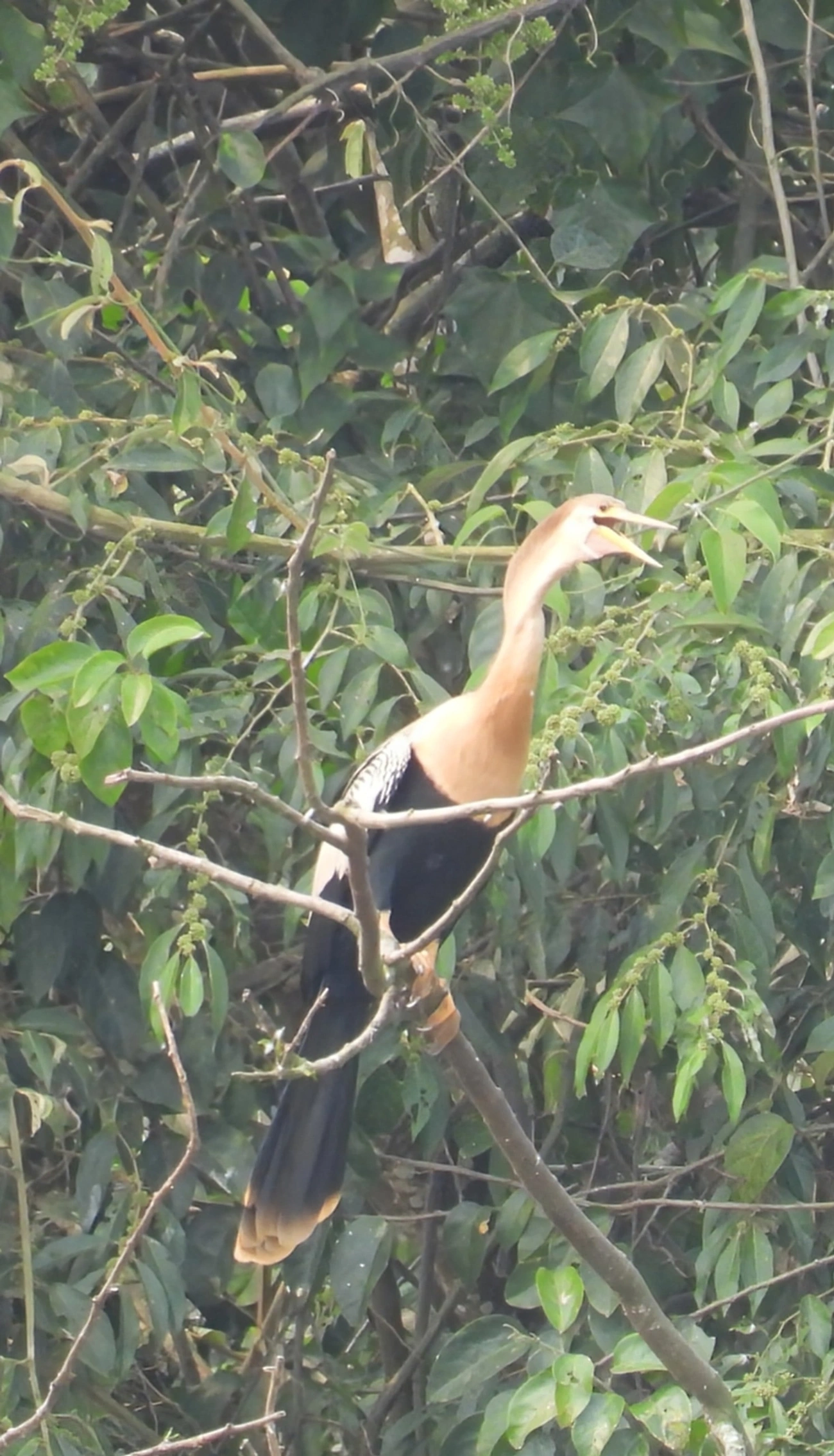 Biguatinga (Anhinga anhinga), aves, fotografado em Santa Branca