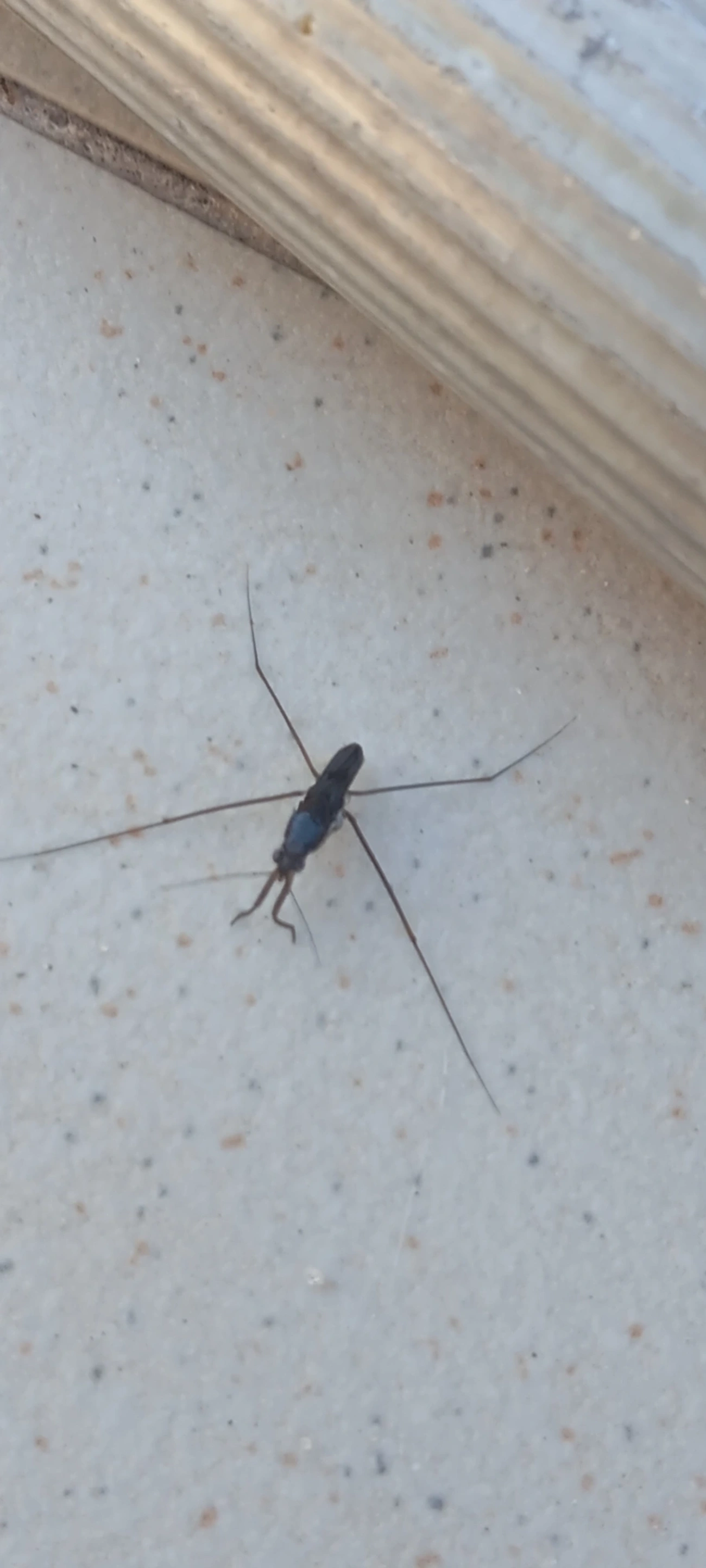 Limnogonus, insetos, fotografado em Maresias, São Sebastião