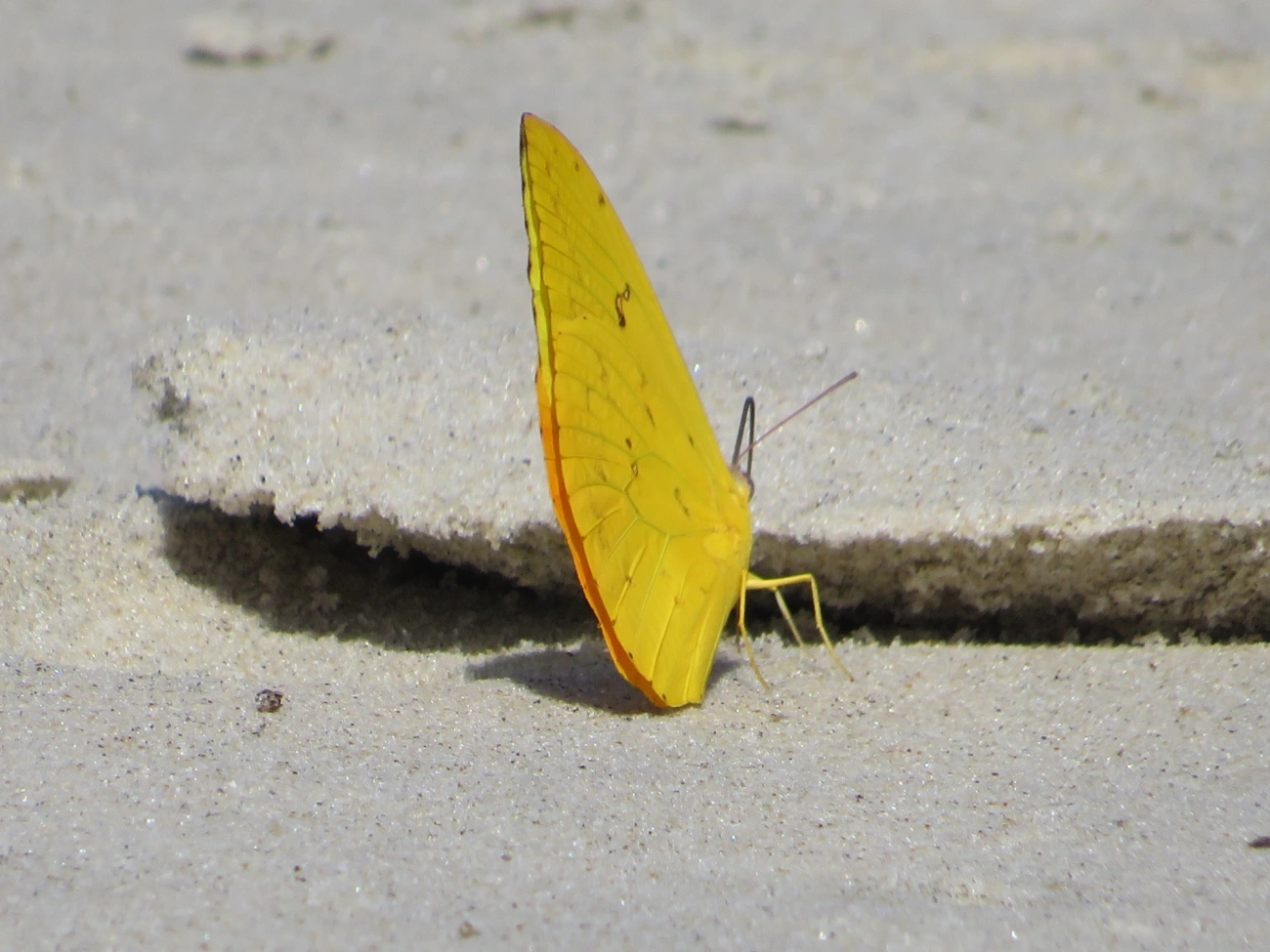 Borboleta-gema (Phoebis philea), insetos, fotografado em Maresias, São Sebastião