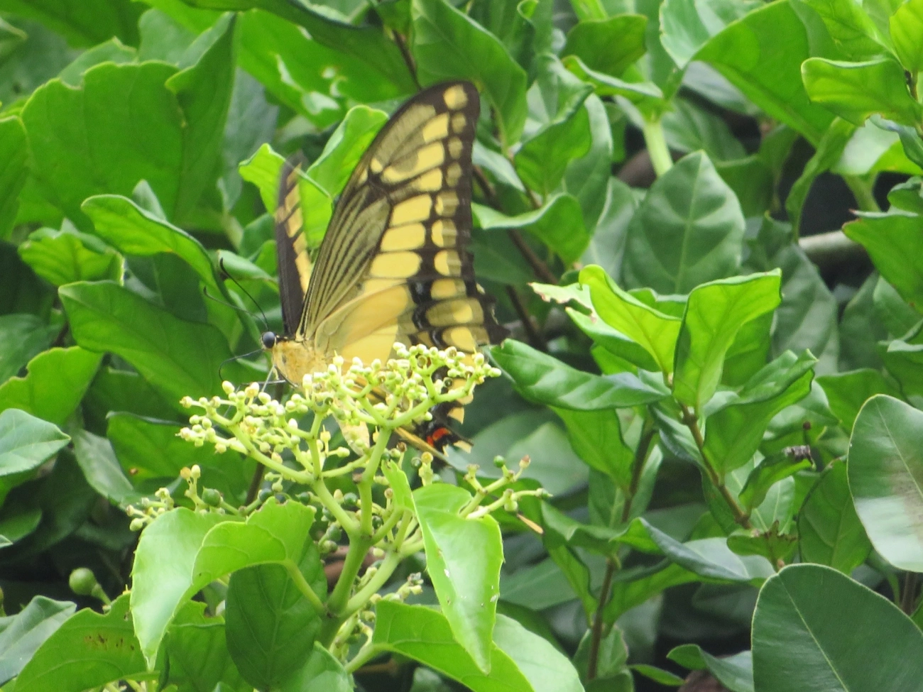 Borboleta-caixão-de-defunto (Heraclides thoas), insetos, fotografado em Maresias, São Sebastião