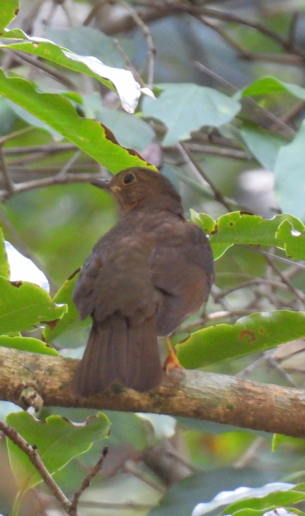 Sabiá-una (Turdus flavipes), aves, fotografado em Maresias, São Sebastião