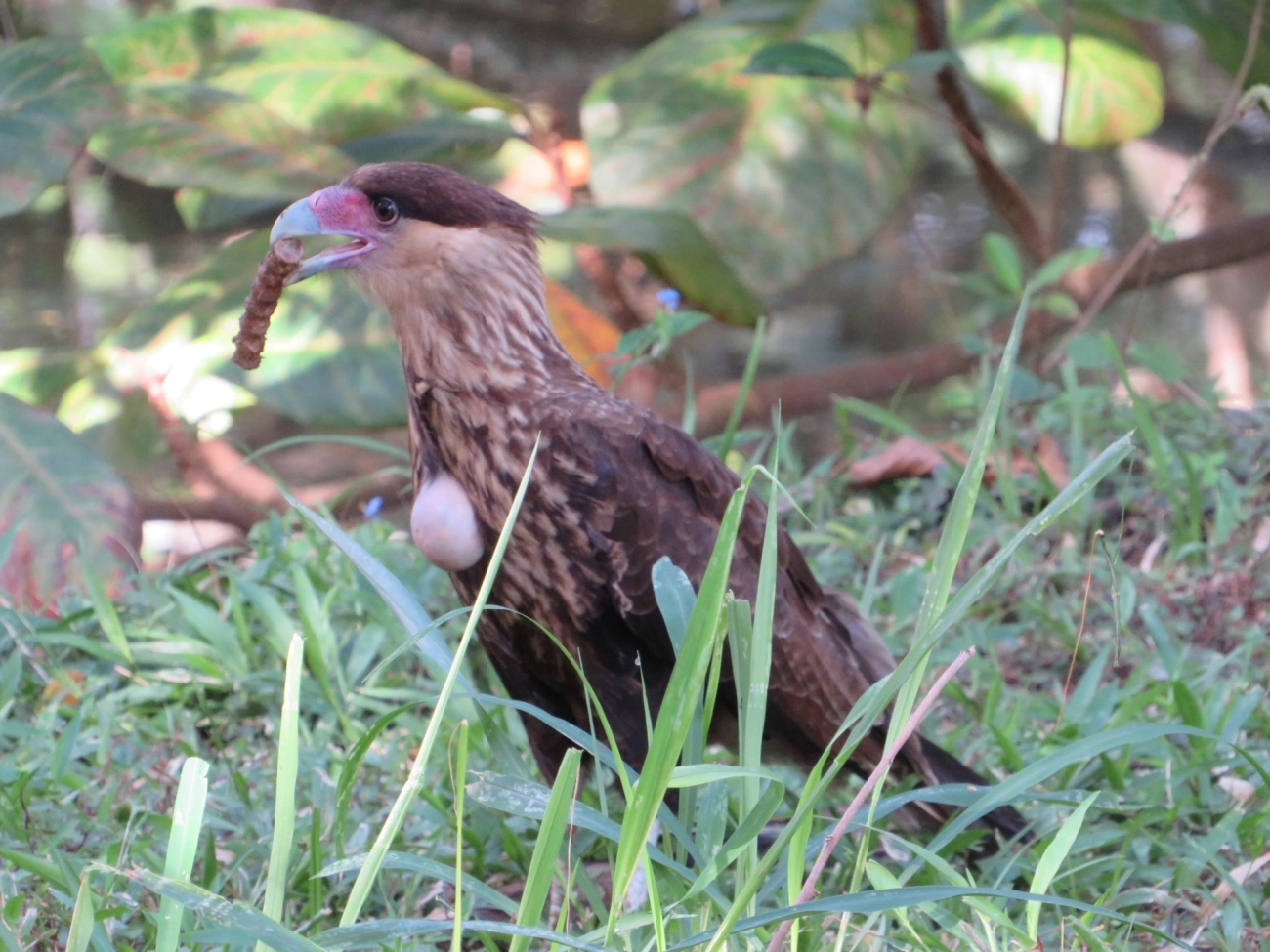 Carcará (Caracara plancus), aves, fotografado em Indaiá, Caraguatatuba