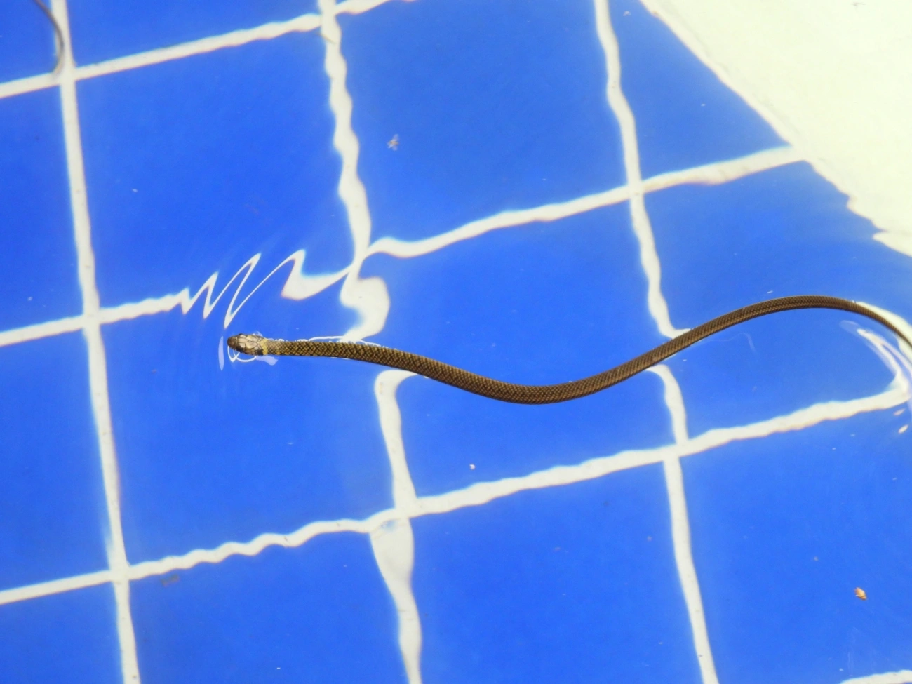 Cobra-d’água-comum (Erythrolamprus miliaris), répteis, fotografado em Maresias, São Sebastião