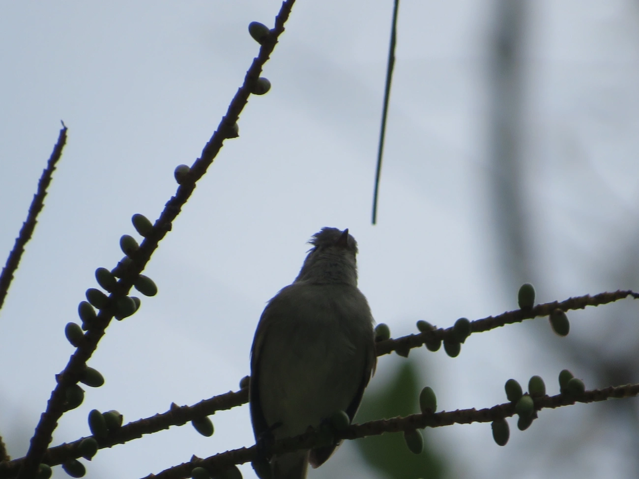 Risadinha (Camptostoma obsoletum), aves, fotografado em Maresias, São Sebastião