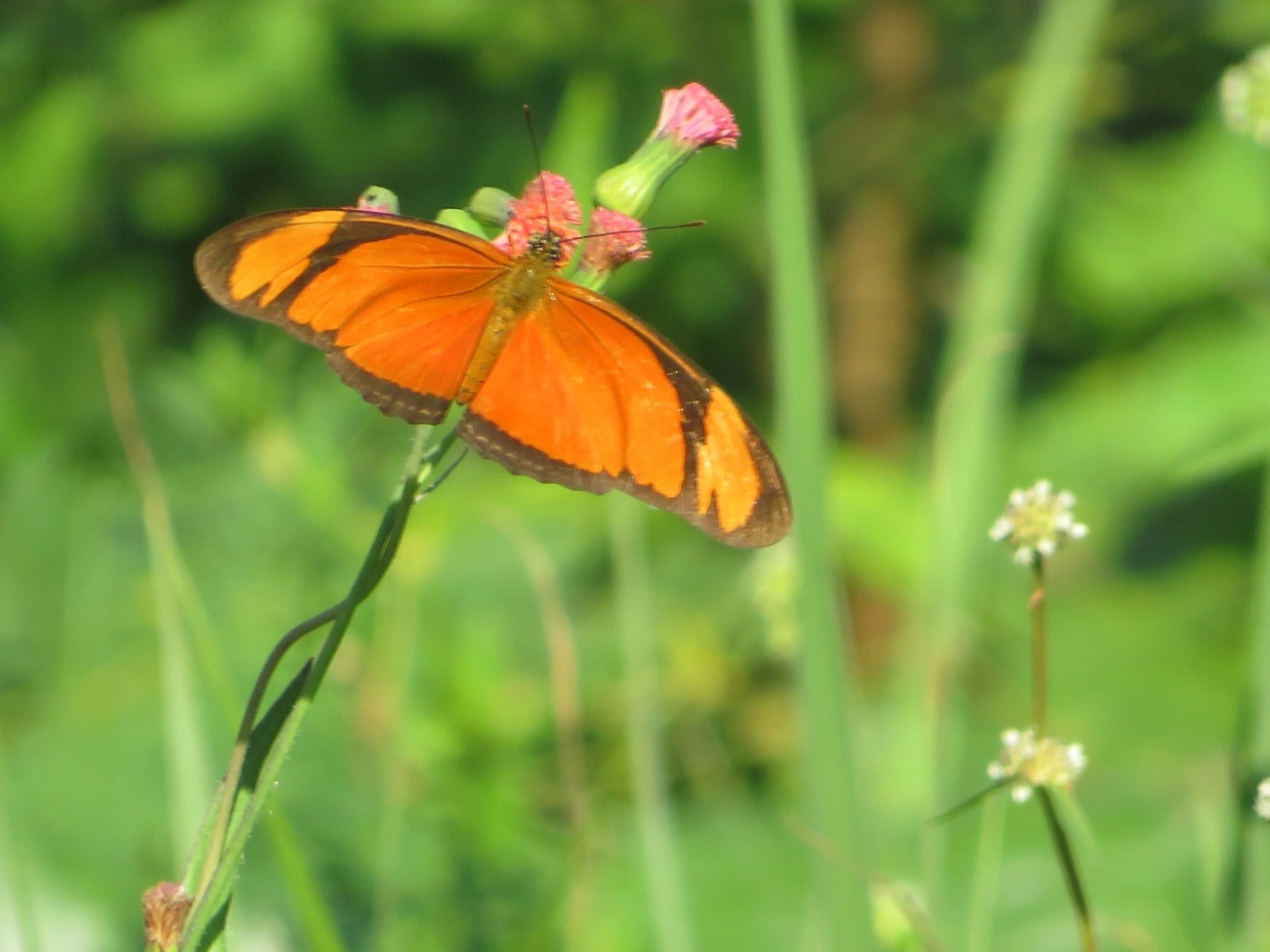 Borboleta-flambeau (Dryas iulia), insetos, fotografado em Maresias, São Sebastião