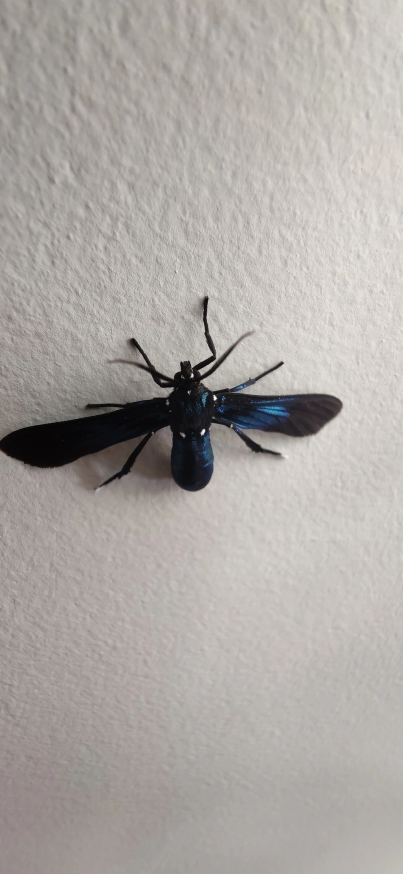 Macrocneme, insetos, fotografado em Maresias, São Sebastião