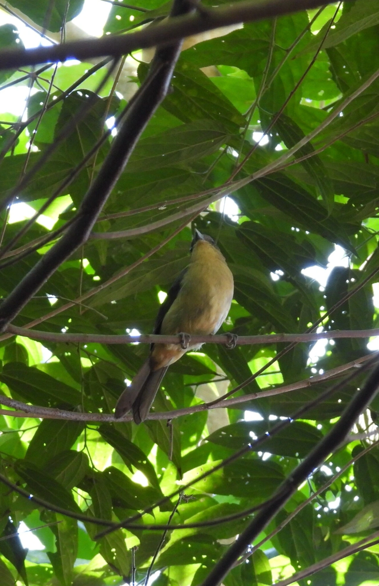 Tiê-de-topete (Trichothraupis melanops), aves, fotografado em Resende