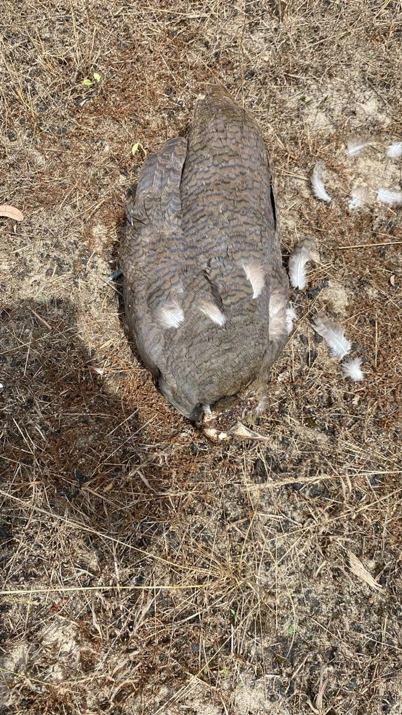 Macuco (Tinamus solitarius), aves, fotografado em São Sebastião