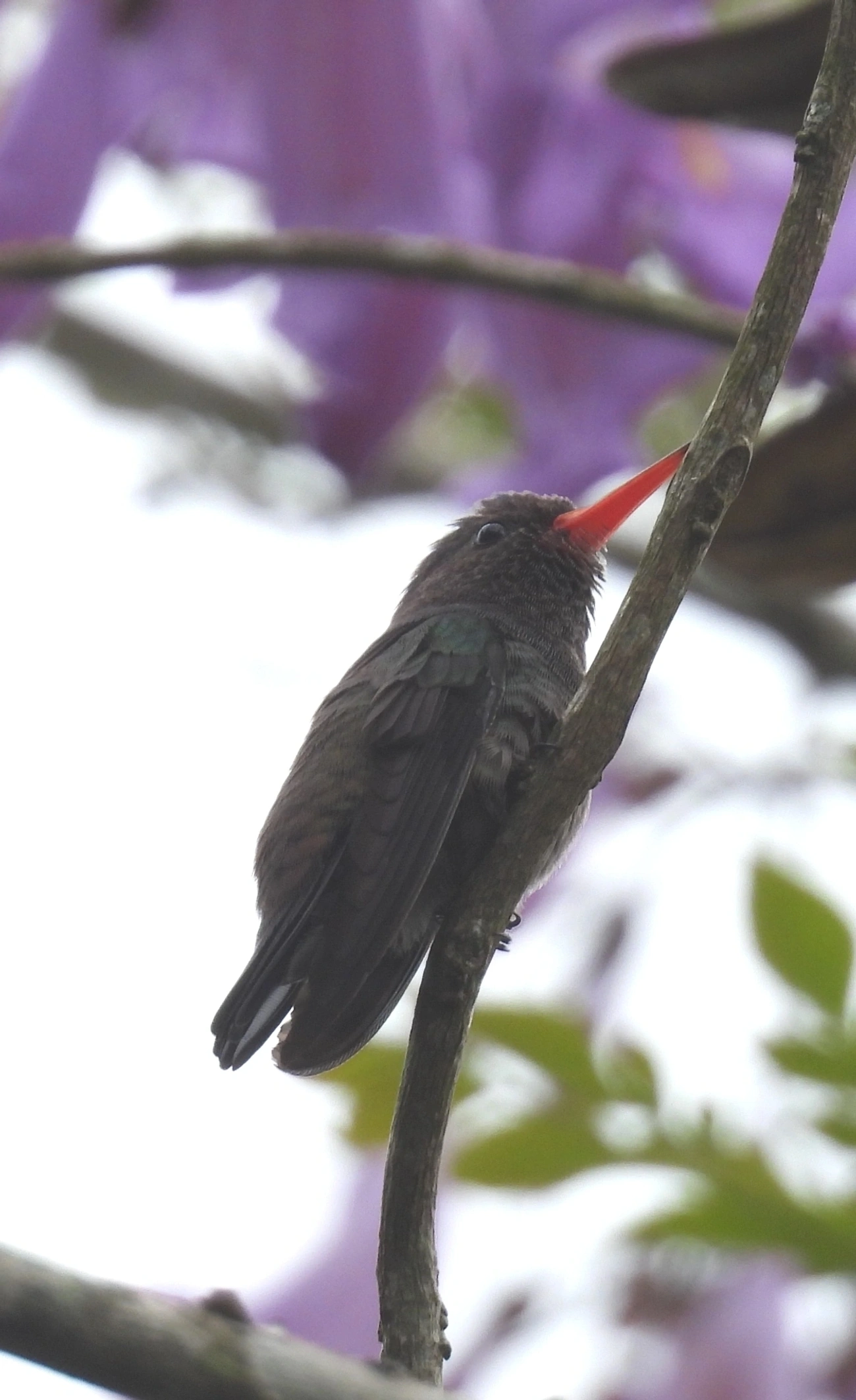 Beija-flor-roxo (Chlorestes cyanus), aves, fotografado em São Sebastião