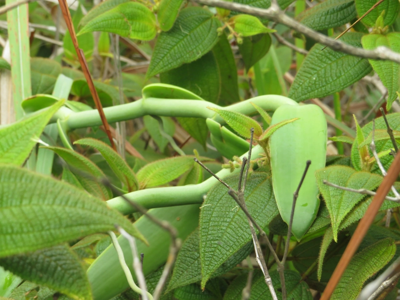 Baunilha (Vanilla chamissonis), plantas, fotografado em Indaiá, Caraguatatuba