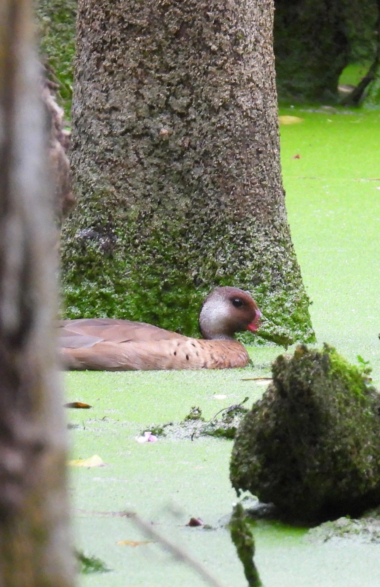 Marreca-pé-vermelho (Amazonetta brasiliensis), aves, fotografado em Maresias, São Sebastião
