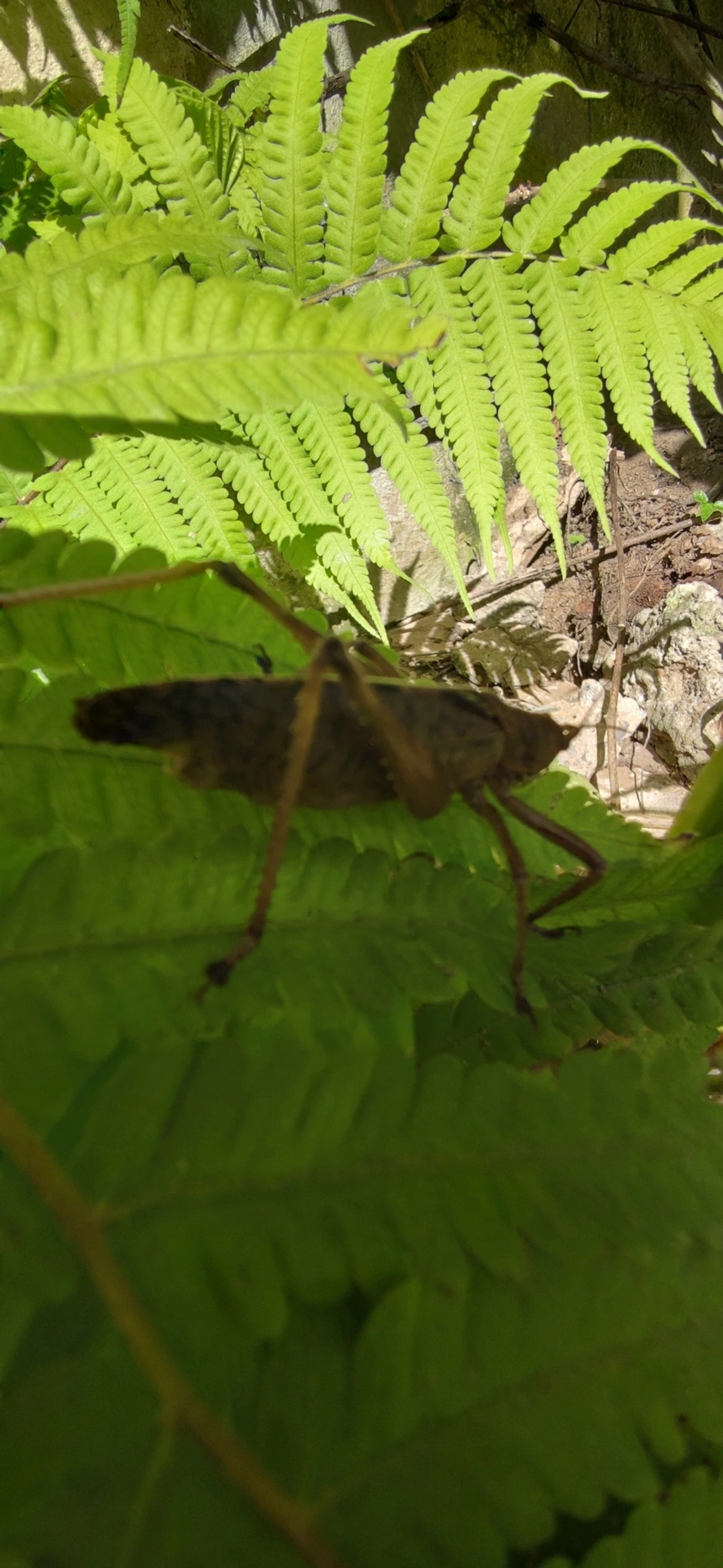 Pseudophyllinae, insetos, fotografado em Maresias, São Sebastião