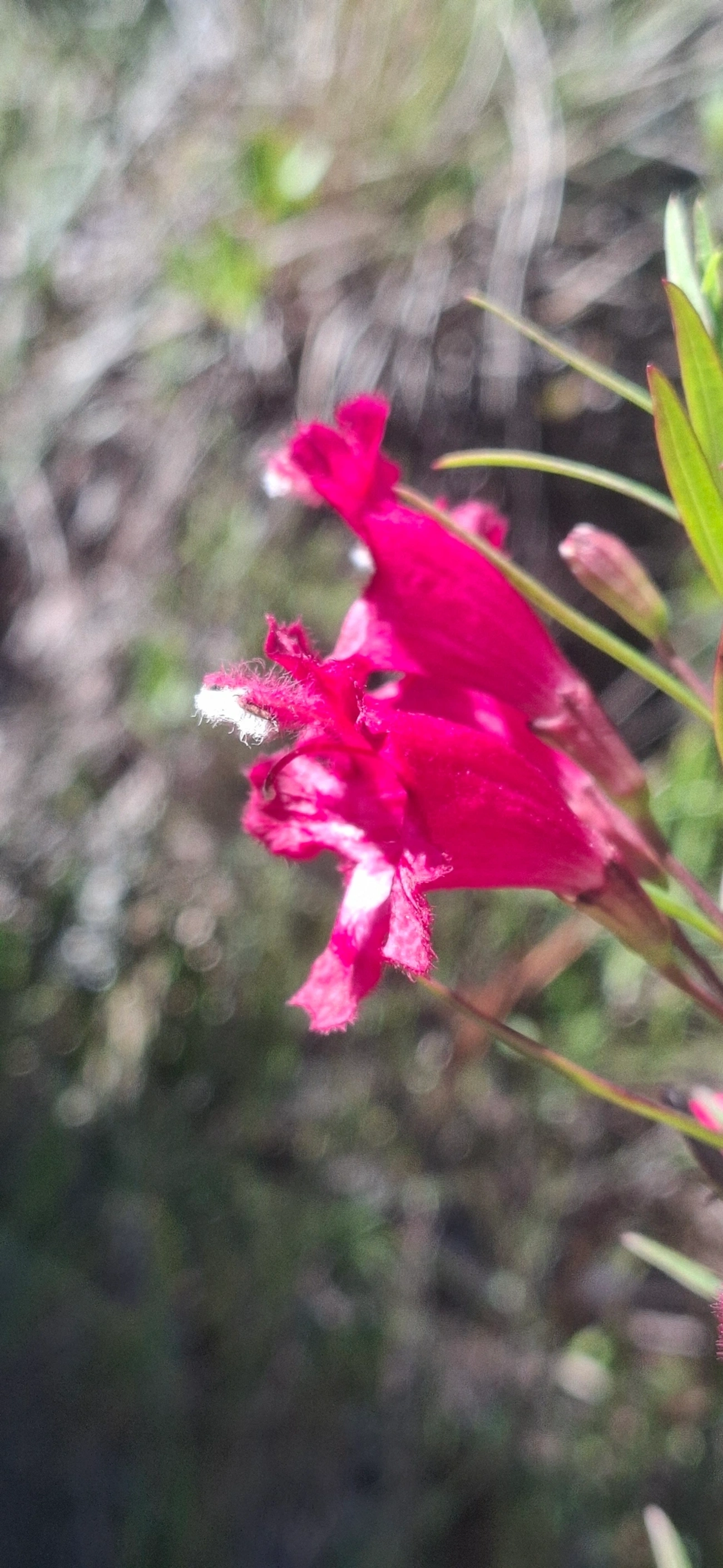 Esterhazya, plantas, fotografado em Engenheiro Passos