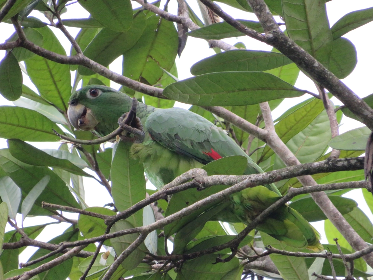 Papagaio-moleiro (Amazona farinosa), aves, fotografado em São Sebastião