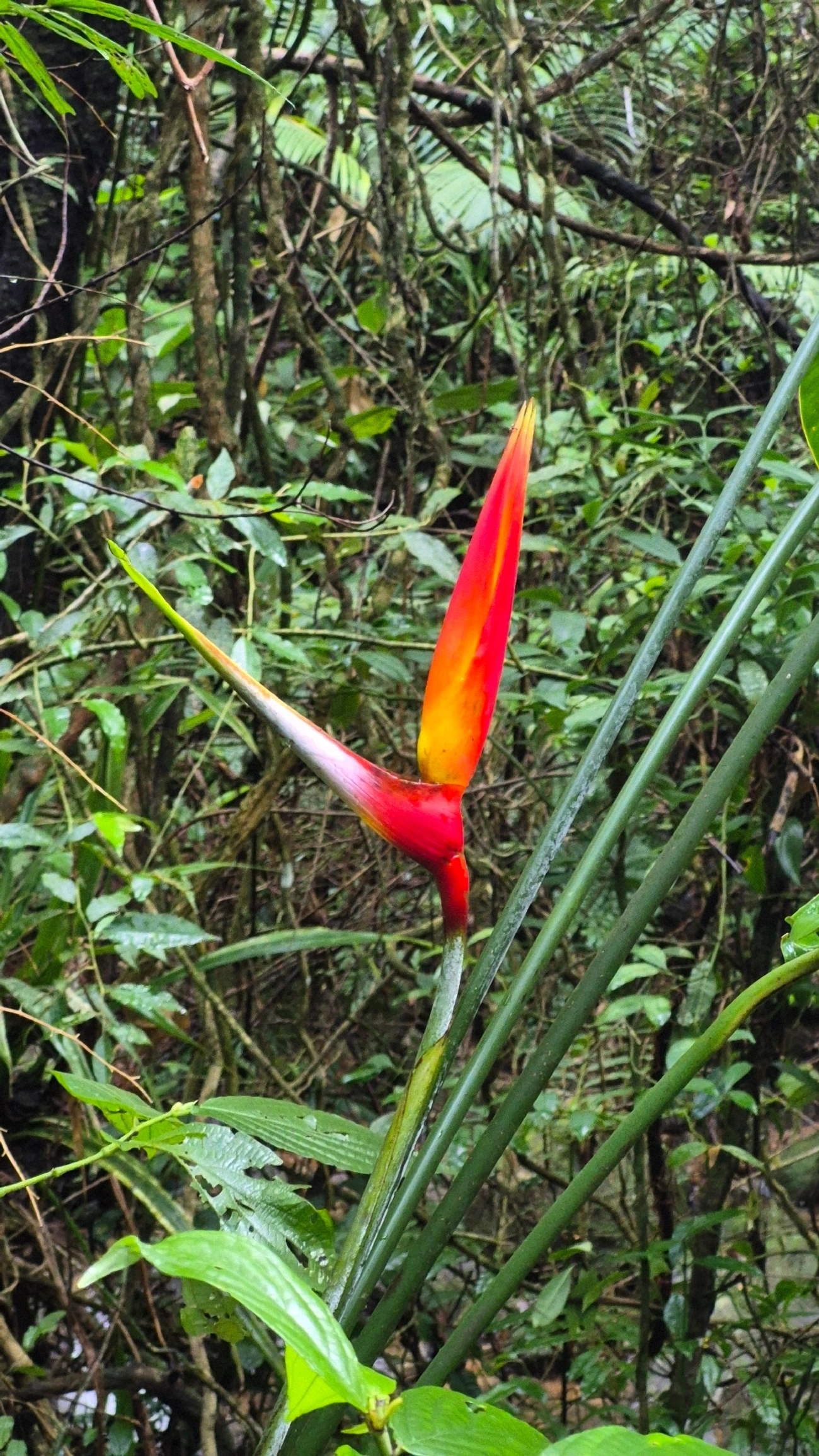 Helicônia (Heliconia bihai), plantas, fotografado em Maresias, São Sebastião