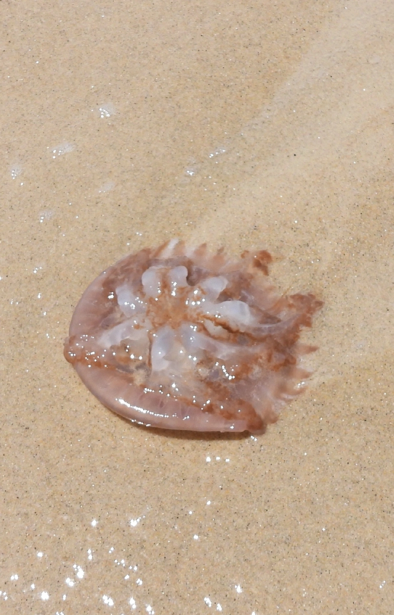 Água-viva-mármore (Lychnorhiza lucerna), cnidários, fotografado em Maresias, São Sebastião