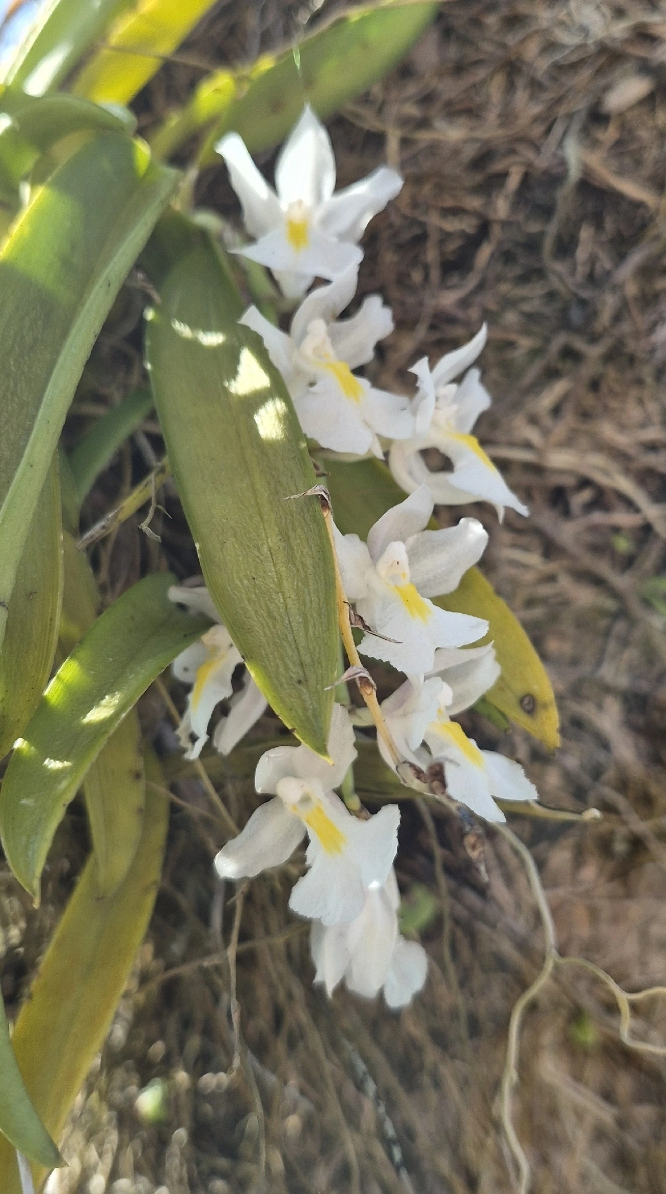 Véu-de-noiva (Rodriguezia bracteata), plantas, fotografado em Cananéia