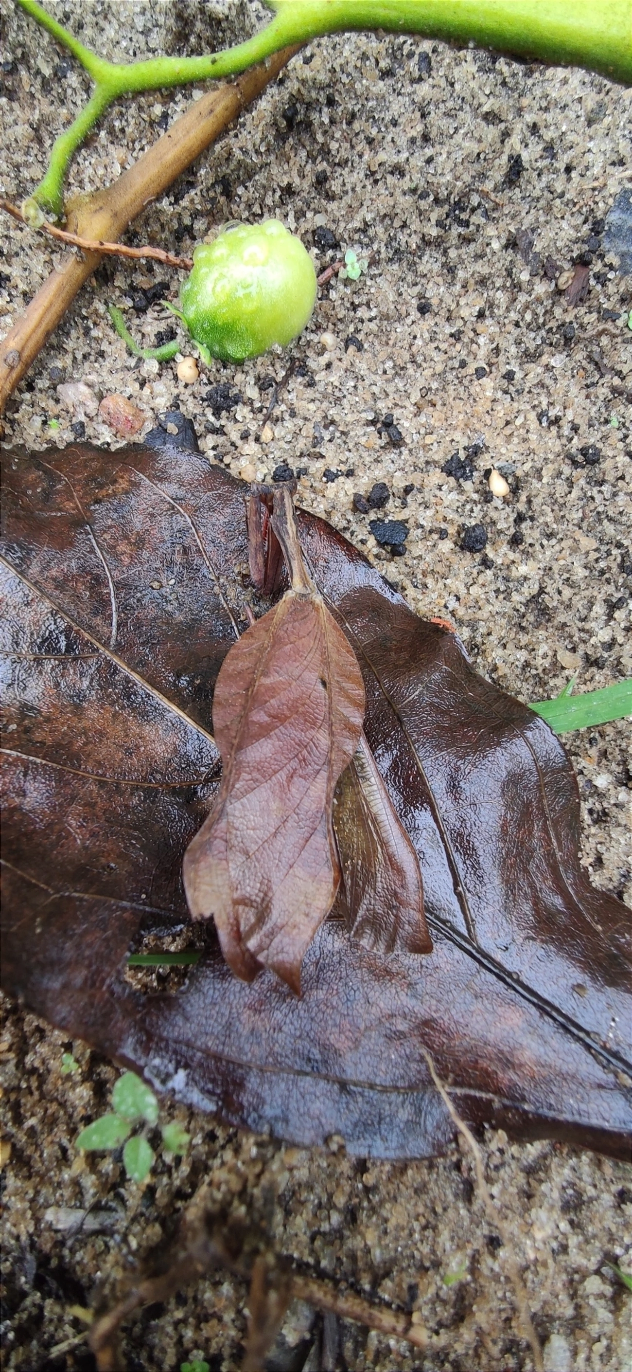 Louva-Deus-Folha-Seca (Acanthops), insetos, fotografado em Maresias, São Sebastião