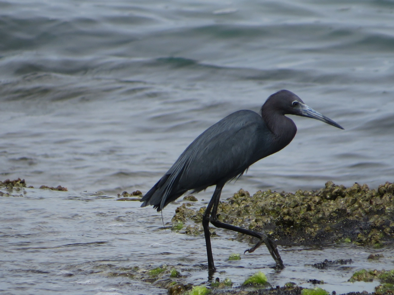 Garça-azul (Egretta caerulea), aves, fotografado em Ilhabela