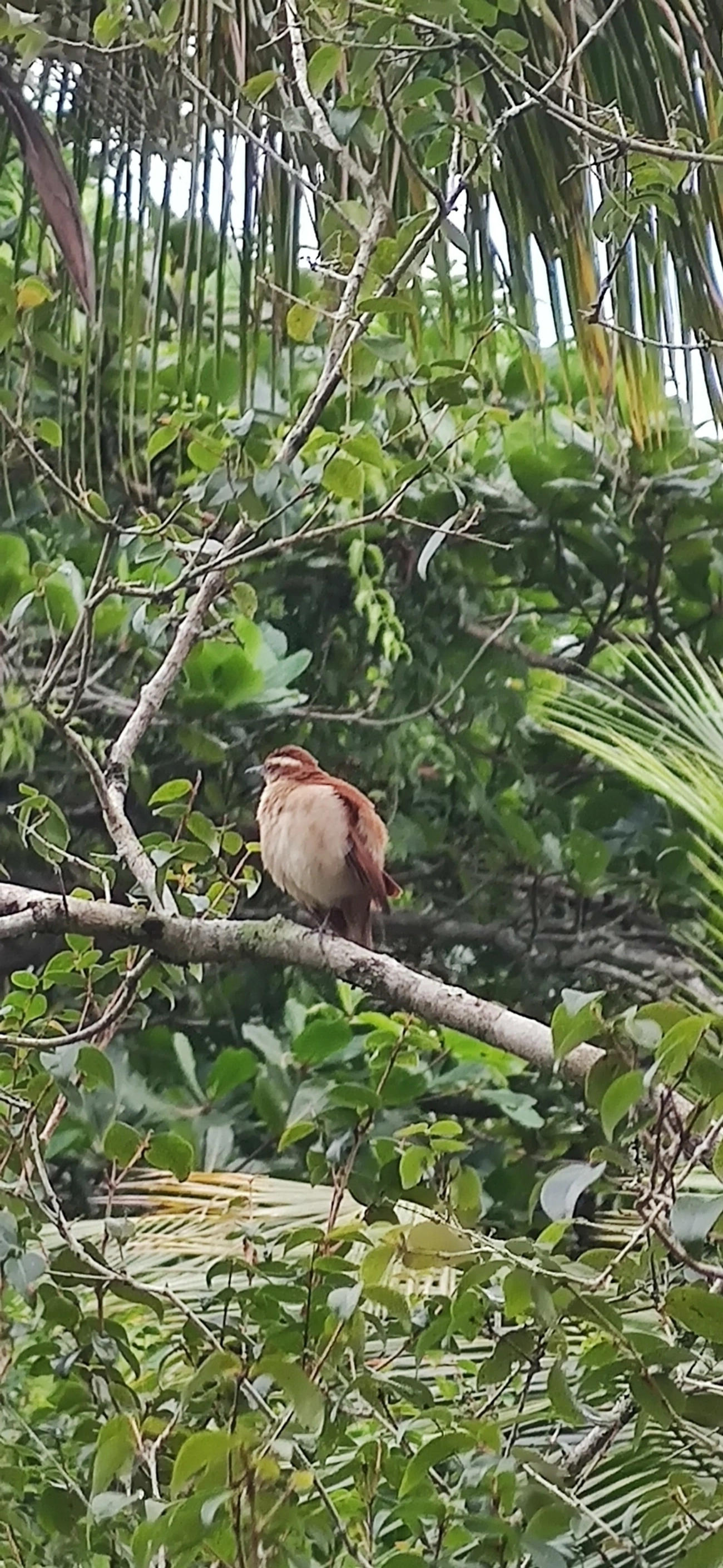 Casaca-de-Couro-da-Lama (Furnarius figulus), aves, fotografado em Maresias, São Sebastião