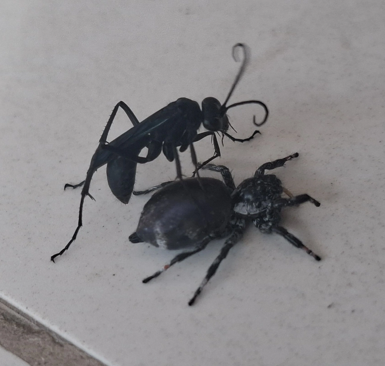 Pompilinae, insetos, fotografado em Maresias, São Sebastião