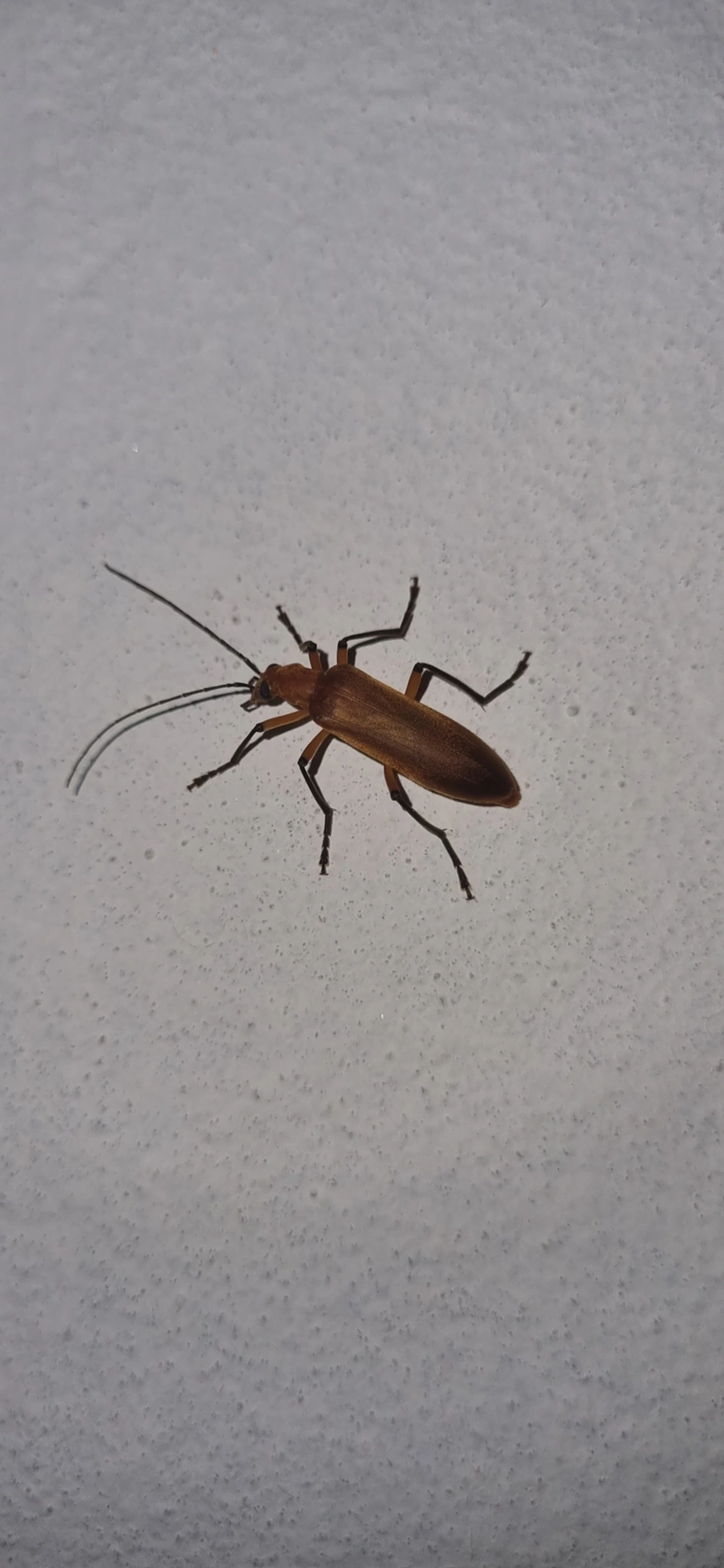 Oxacis, insetos, fotografado em Maresias, São Sebastião