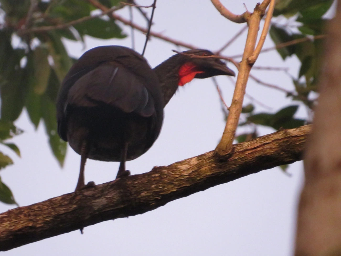 Jacuaçu (Penelope obscura), aves, fotografado em Maresias, São Sebastião