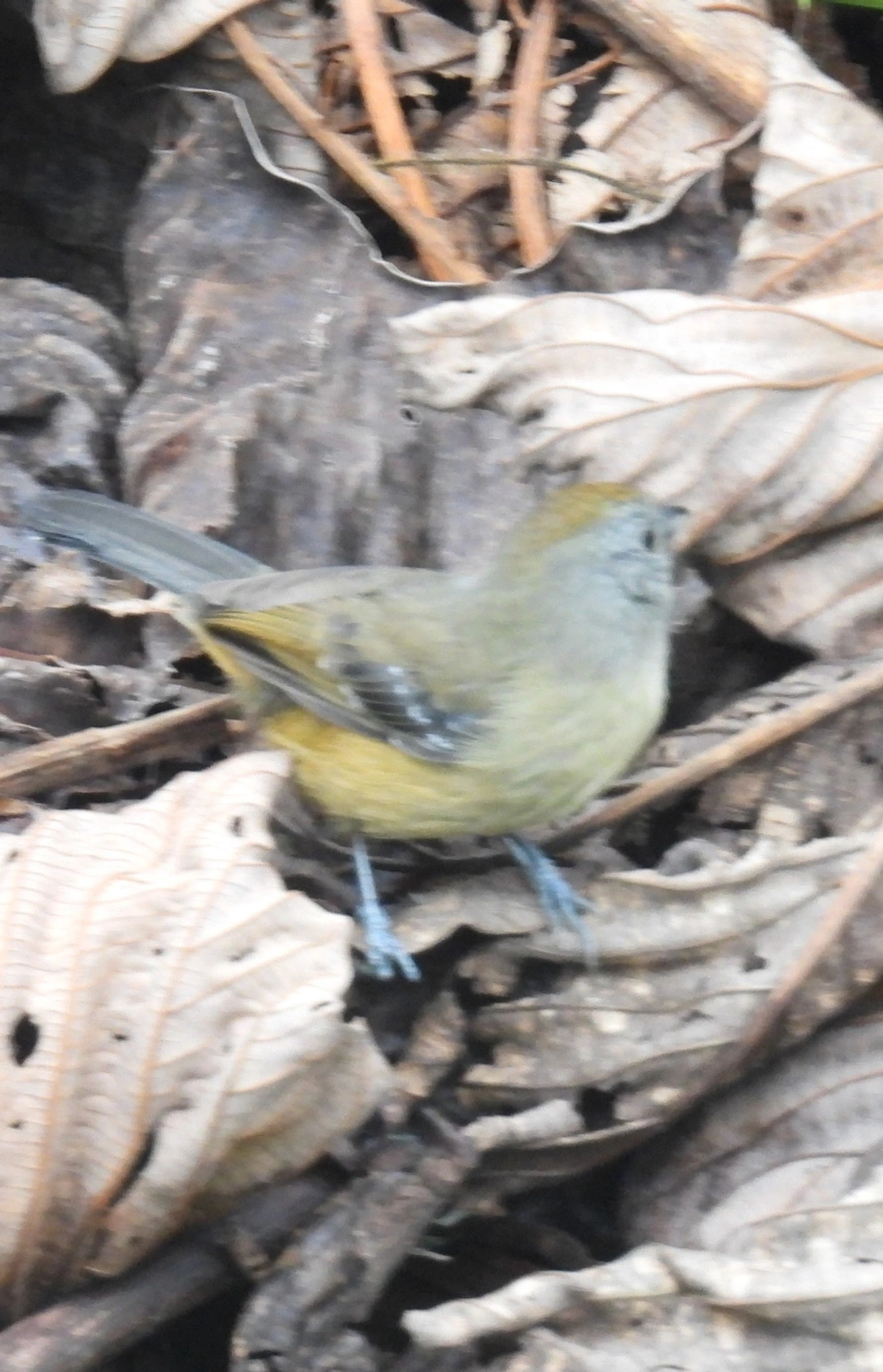 Choca-da-mata (Thamnophilus caerulescens), aves, fotografado em Serrinha do Alambari