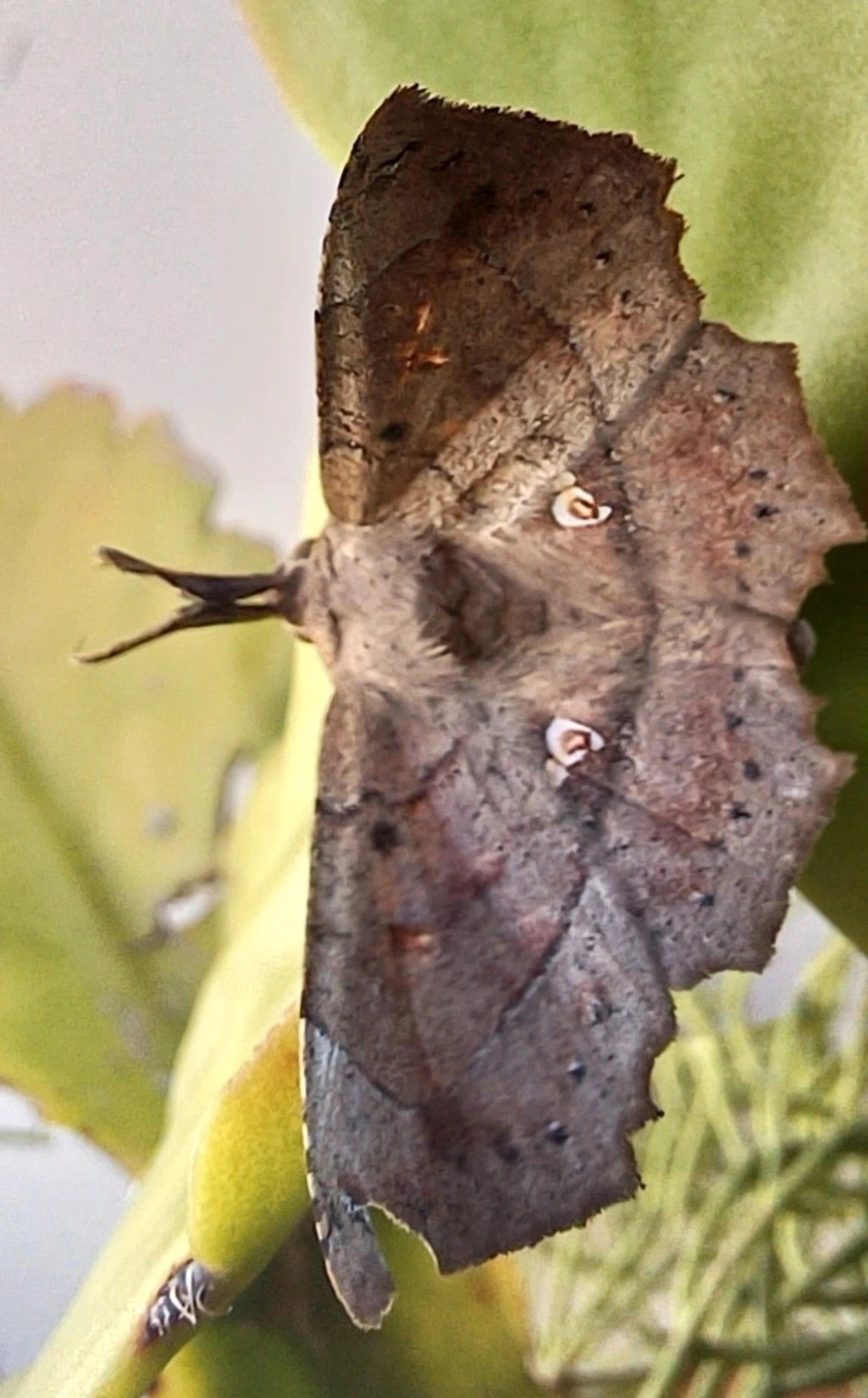 Syllectra, insetos, fotografado em Maresias, São Sebastião