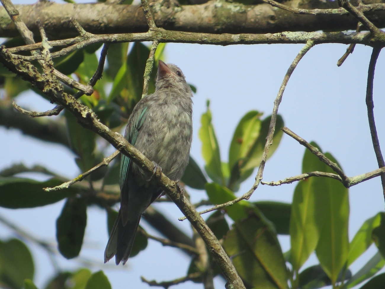 Sanhaço-cinzento (Thraupis sayaca), aves, fotografado em Maresias, São Sebastião