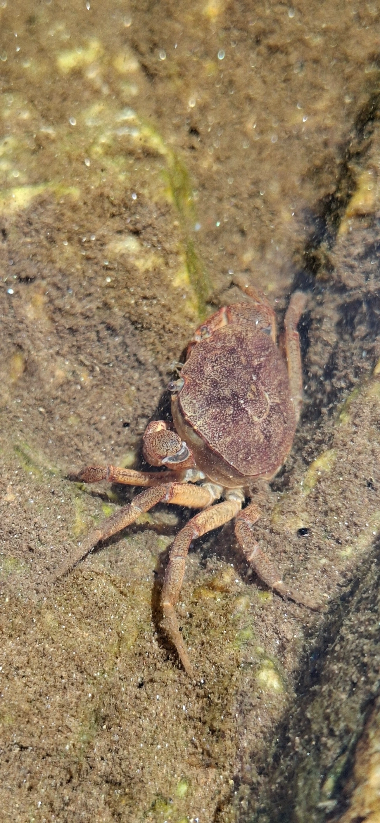 Caranguejos-do-rio (Trichodactylus), crustáceos, fotografado em Maresias, São Sebastião