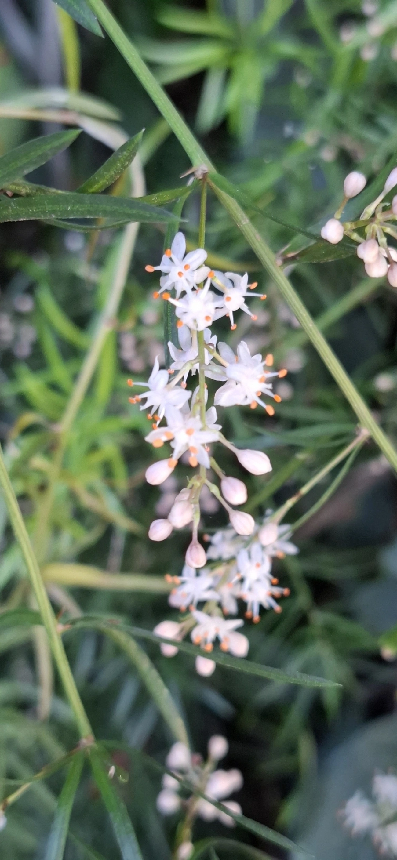 Aspargos (Asparagus), plantas, fotografado em Maresias, São Sebastião