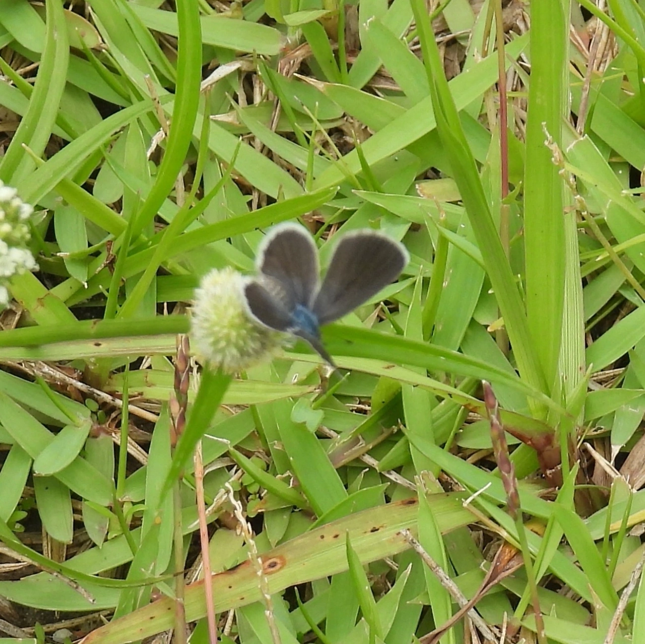 Borboleta-azulzinha-do-trevo (Hemiargus hanno), insetos, fotografado em Indaiá, Caraguatatuba
