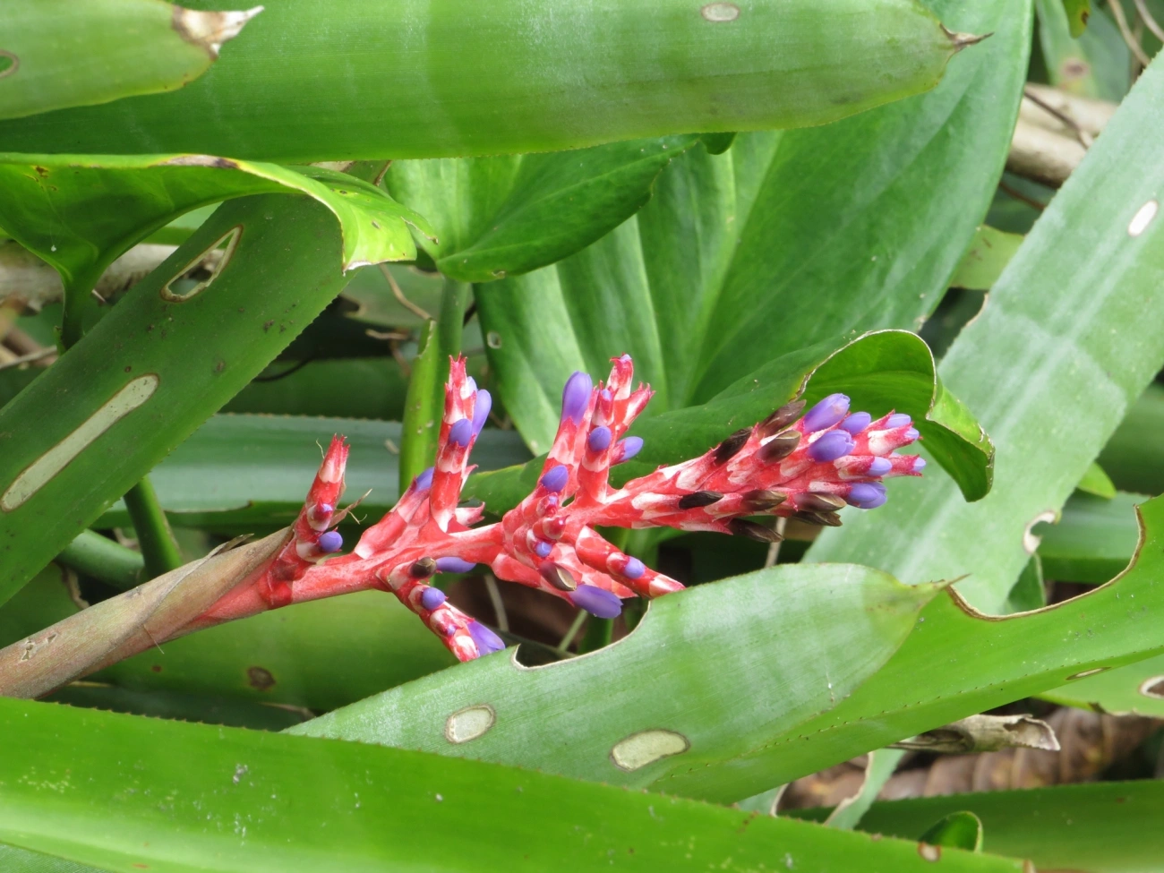 Aechmea wittmackiana, plantas, fotografado em Maresias, São Sebastião