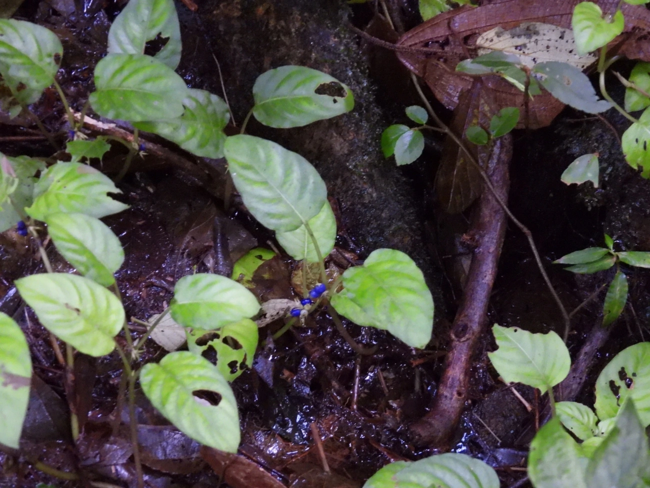 Piririca (Coccocypselum), plantas, fotografado em Paranapiacaba