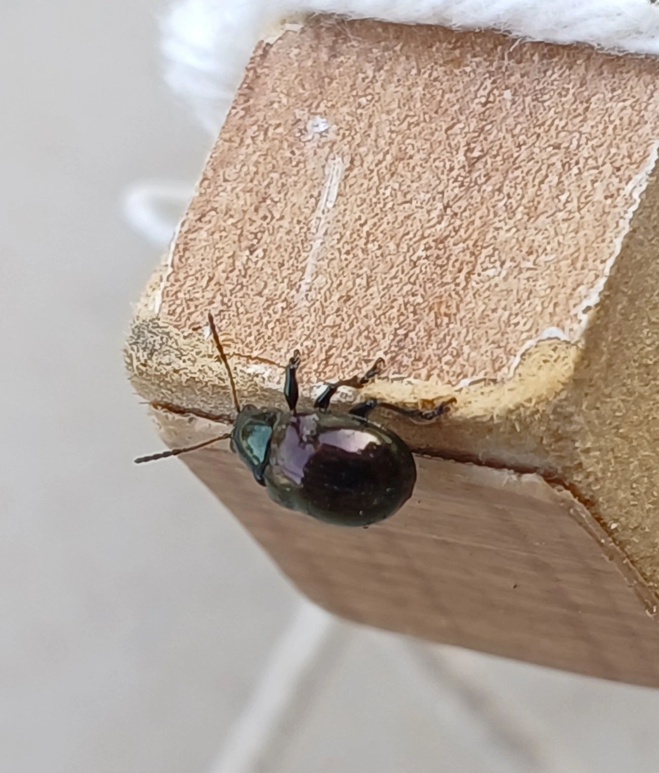 Typophorus, insetos, fotografado em Maresias, São Sebastião