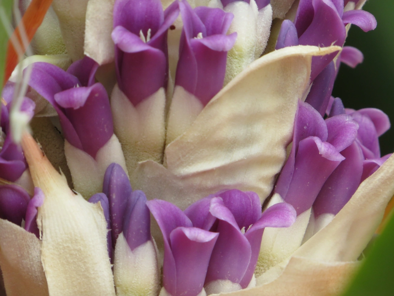 Caraguatá-do-campo (Bromelia antiacantha), plantas, fotografado em Maresias, São Sebastião